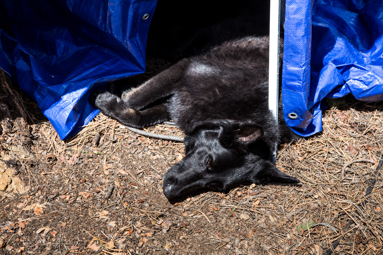 Field Day – June